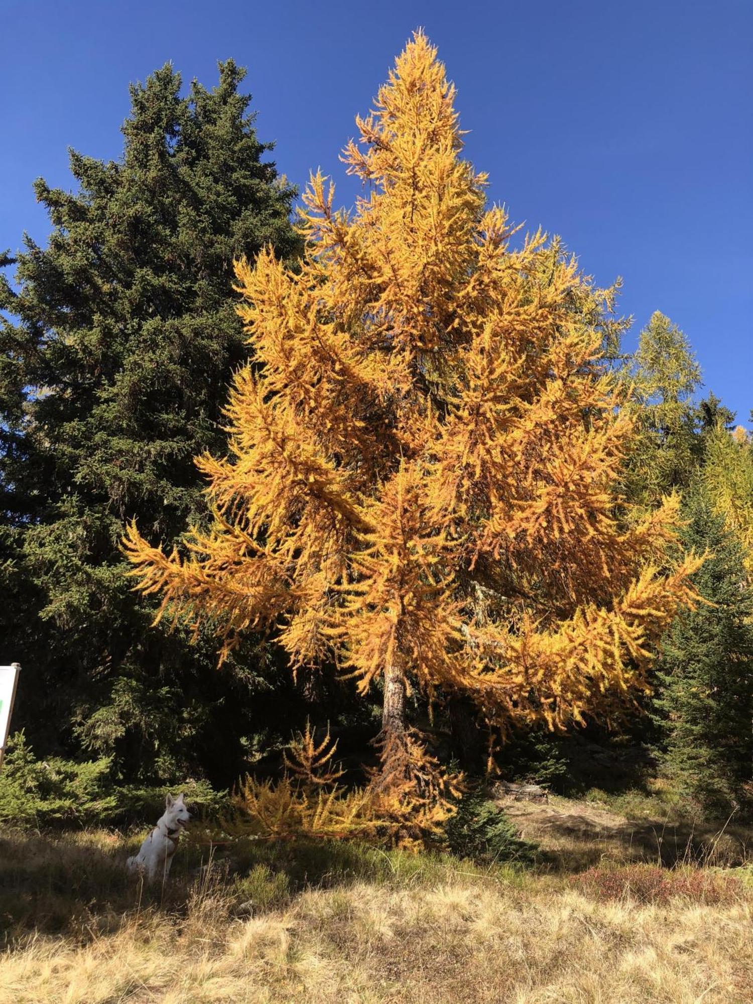 Distel Villa Goms Exteriör bild